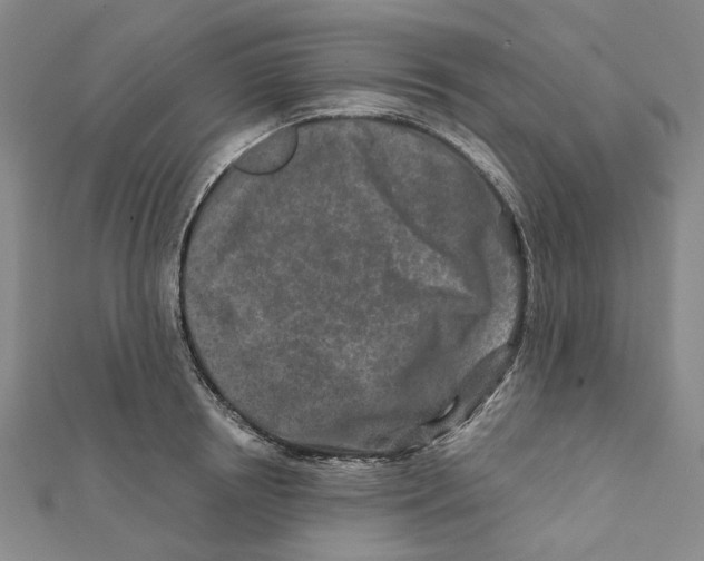 X0000111790850200908201130