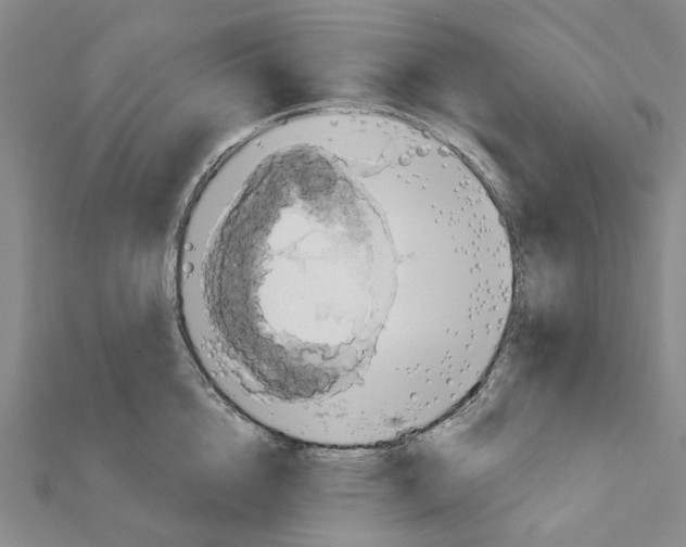 X0000111790856200908201130