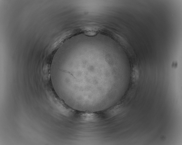 X0000111800428200907231214