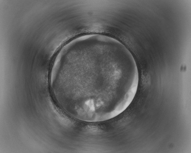 X0000111800534200907231212