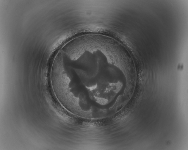 X0000111800679200907231211