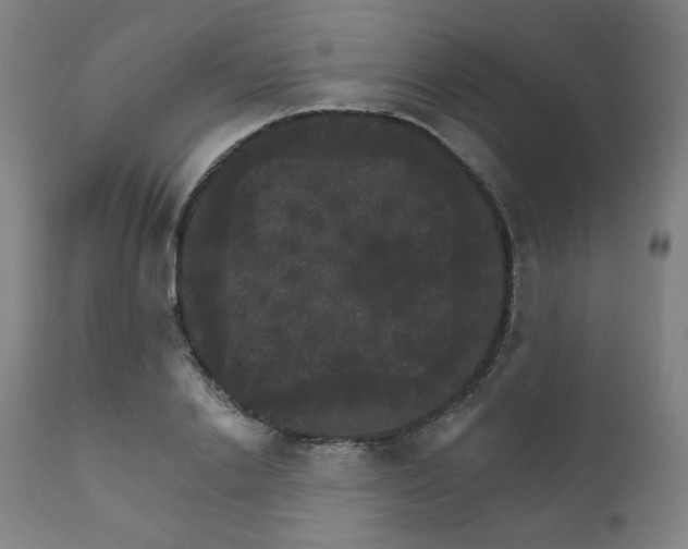 X0000111800838200907231208