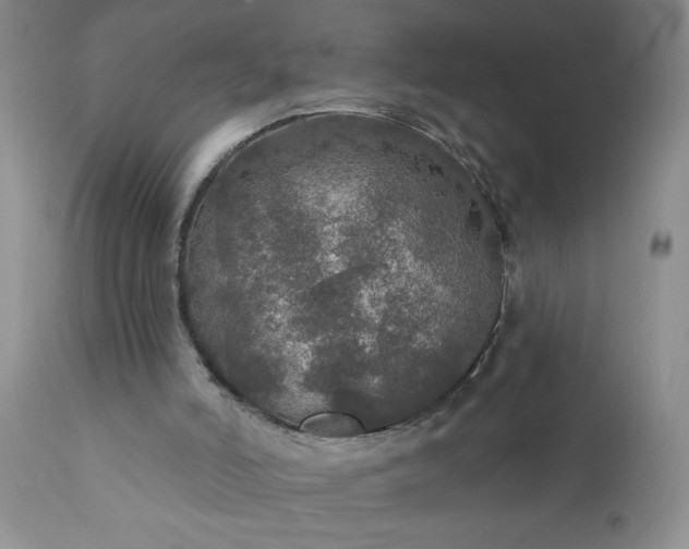 X0000111800006200907301220