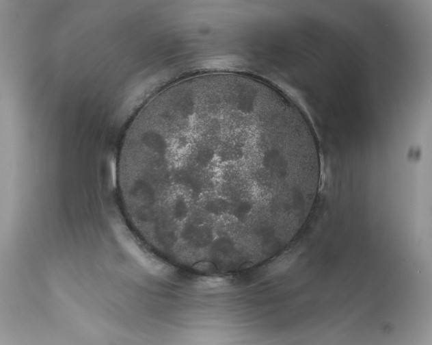 X0000111800061200907301219