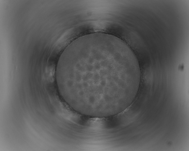 X0000111800082200907301219