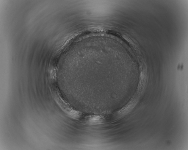 X0000111800096200907301220