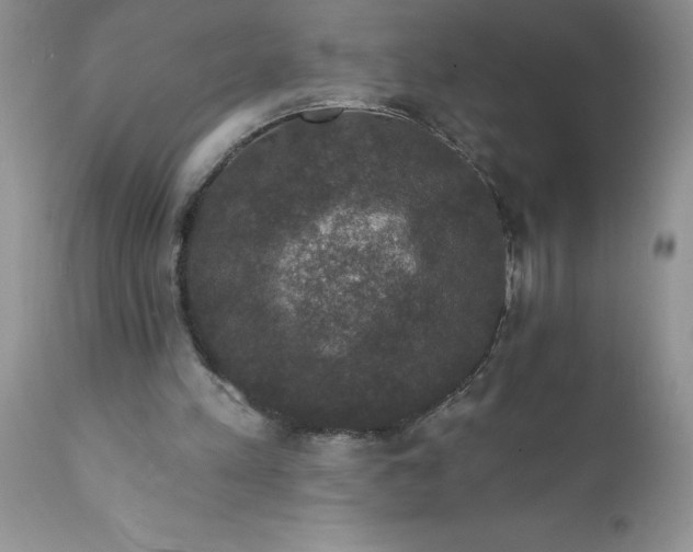 X0000111800197200907301217
