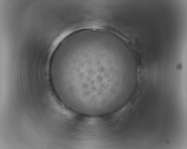 X0000111800200200907301217