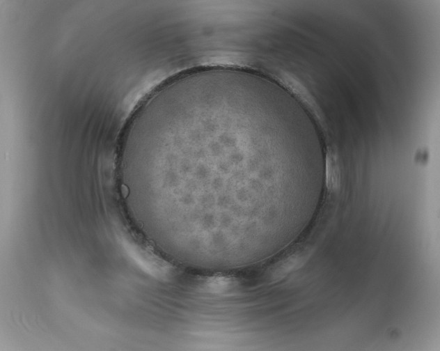 X0000111800204200907301217
