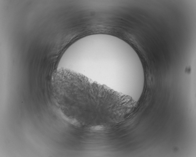 X0000111800259200907301216