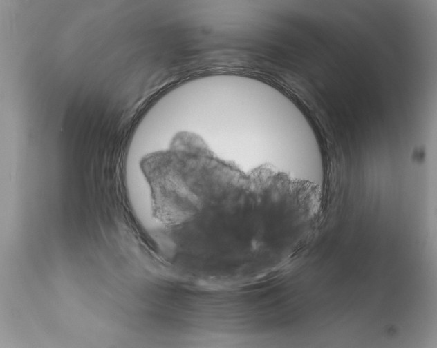 X0000111800363200907301215