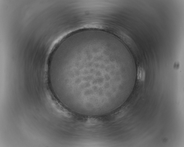 X0000111800388200907301214