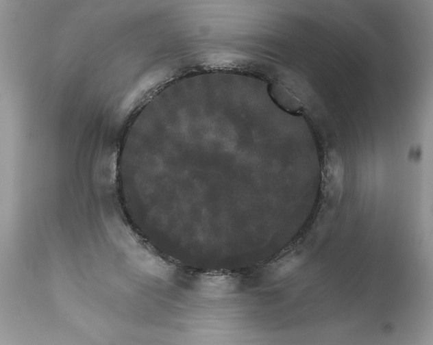 X0000111800454200907301213
