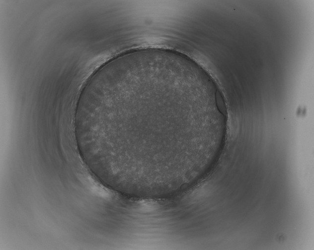 X0000111800481200907301213