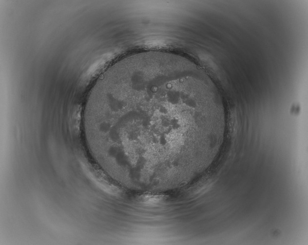 X0000111800495200907301213