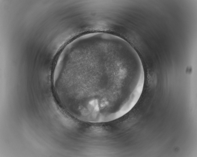 X0000111800534200907301212