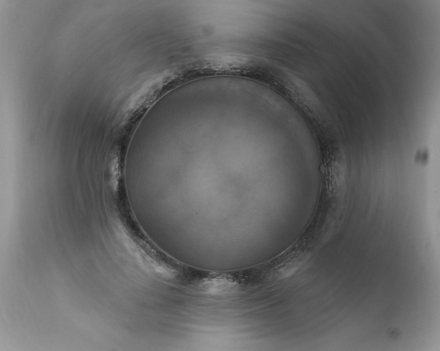 X0000111800644200907301210