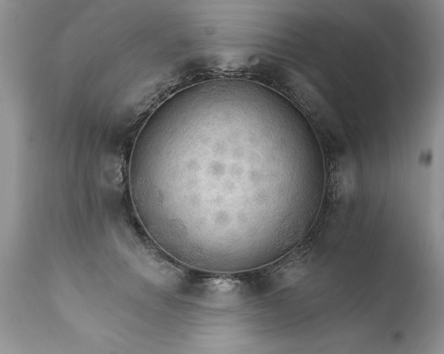 X0000111800654200907301211