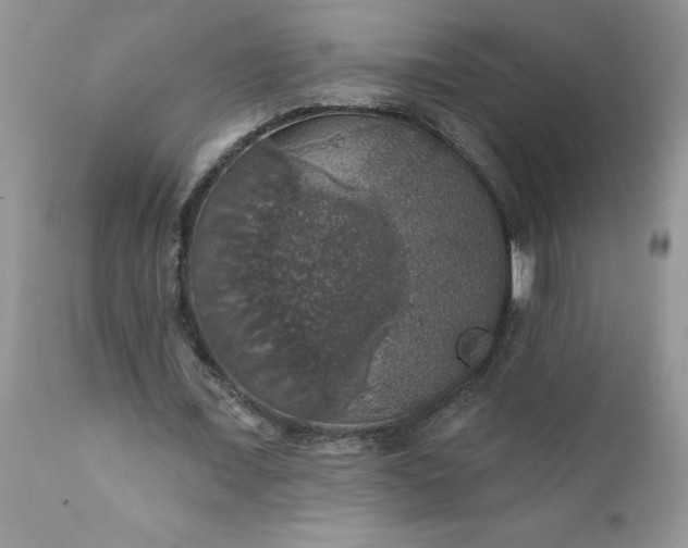 X0000111800675200907301210