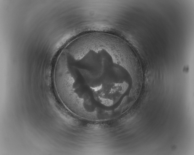 X0000111800679200907301210