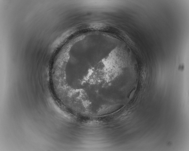 X0000111800734200907301209