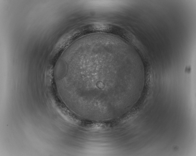 X0000111800736200907301209