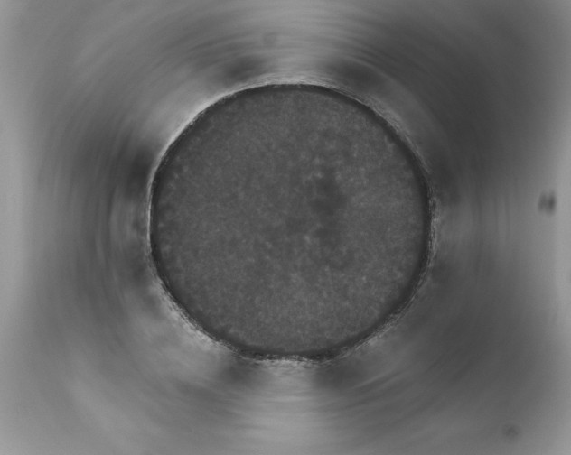 X0000111800836200907301207
