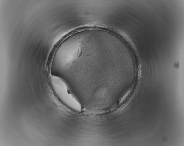 X0000111800876200907301207