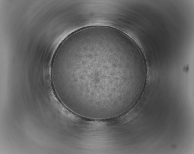 X0000111800996200907301205
