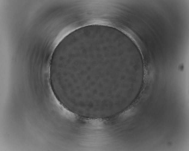 X0000111800999200907301205