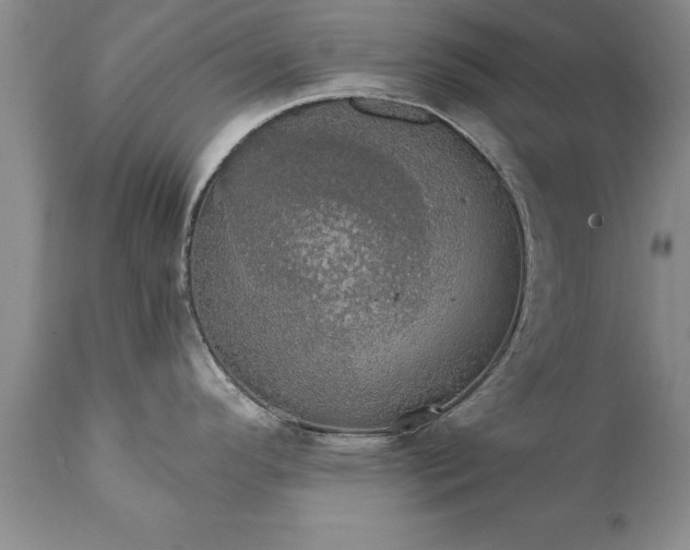 X0000111801296200907301200
