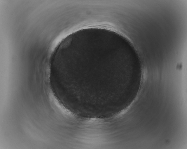 X0000111801506200907301156