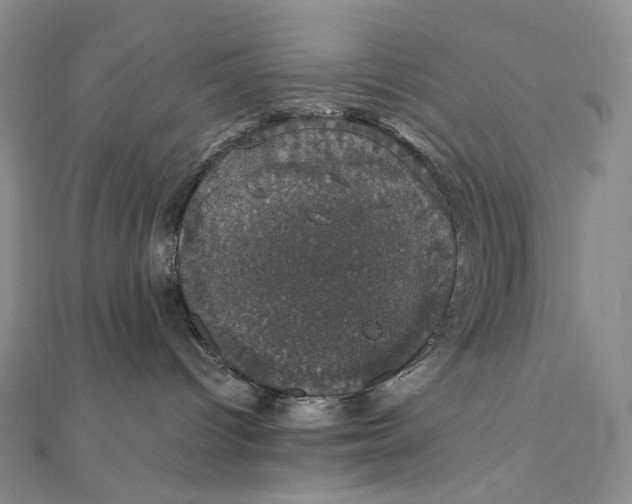 X0000111800096200908061207