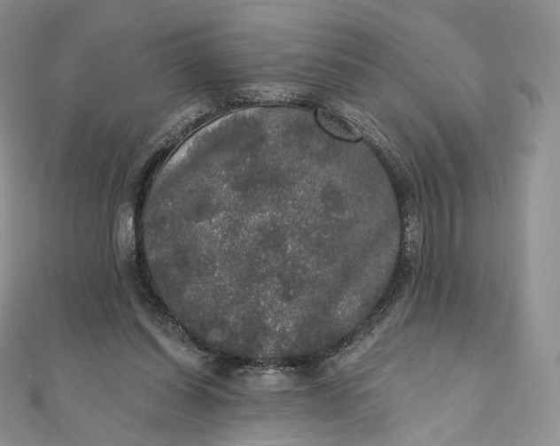 X0000111800254200908061204