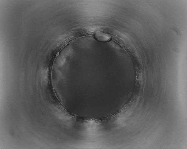 X0000111800319200908061204