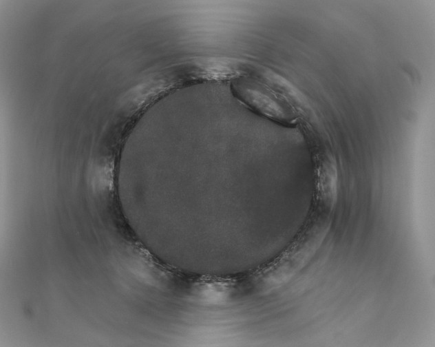 X0000111800368200908061203