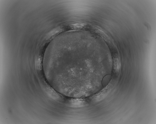 X0000111800378200908061204