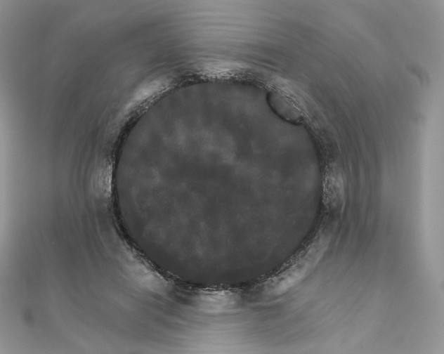 X0000111800454200908061202