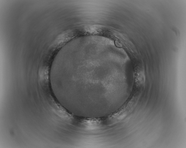 X0000111800466200908061202