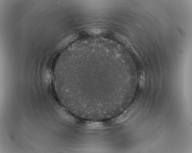 X0000111800476200908061202