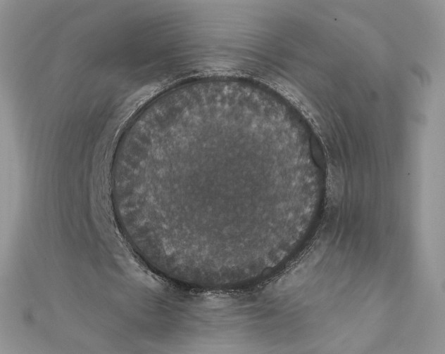 X0000111800481200908061202