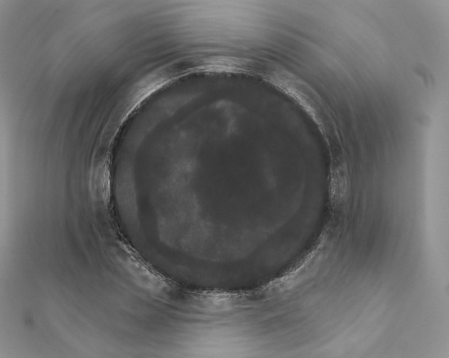 X0000111800829200908061156