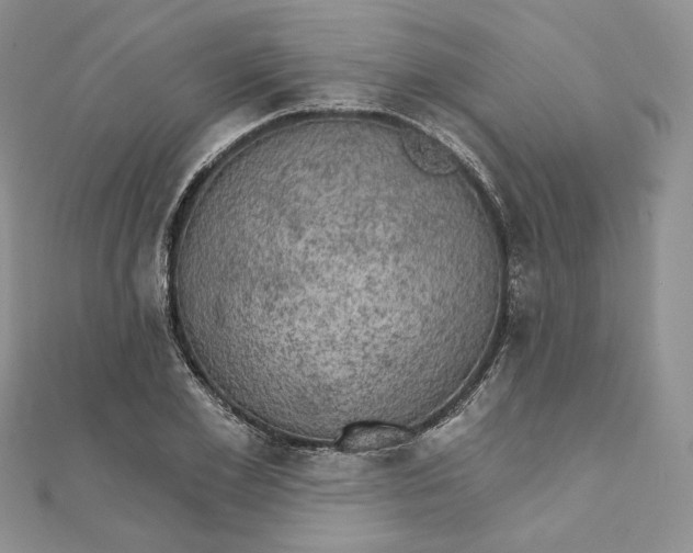 X0000111800981200908061154