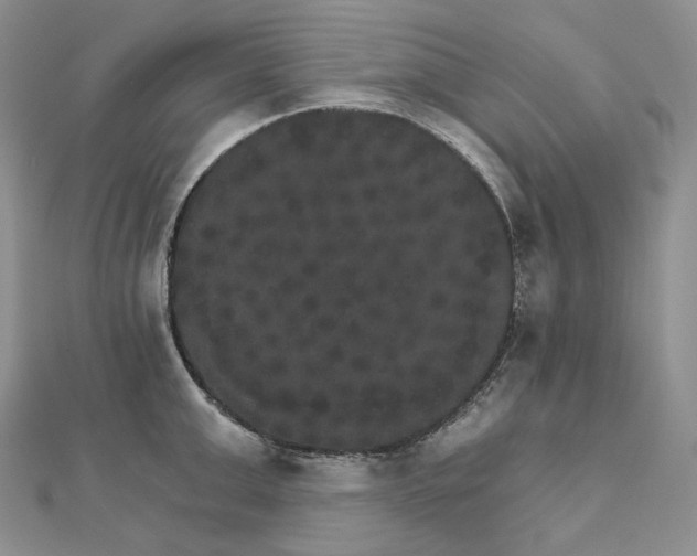 X0000111800999200908061154