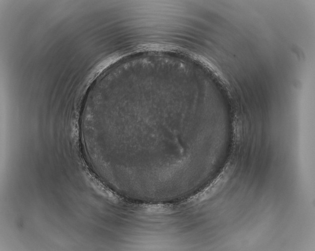 X0000111801025200908061154