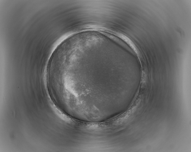 X0000111801098200908061153