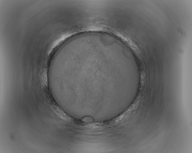 X0000111801262200908061150