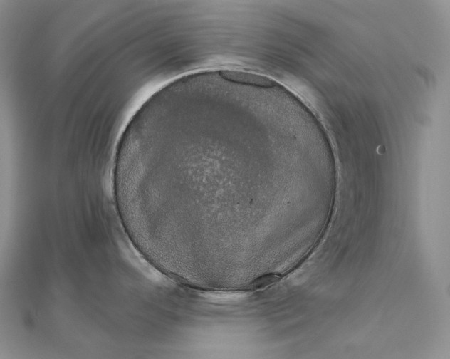 X0000111801296200908061150