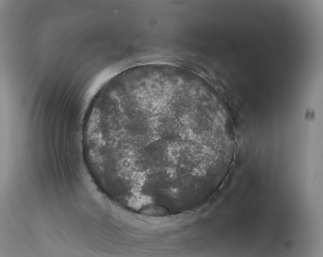 X0000111800006200908131447