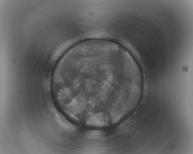 X0000111800058200908131445